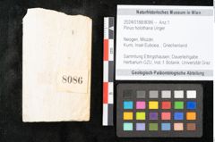 Foto (Objekt + Etikett) von Pinus holothana Unger (NHMW-GEO-2024-0188-8086)